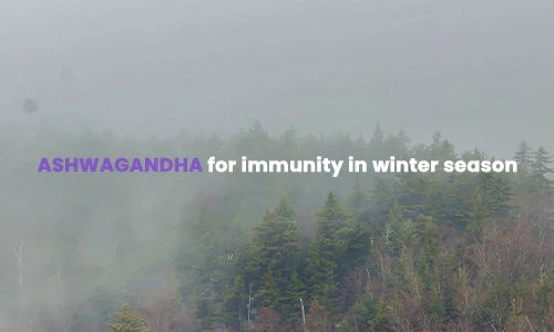 Ashwagandha for Immunity in Winter Season