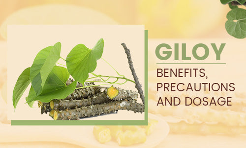 Top 10 Health Benefits of Giloy | Giloy Uses