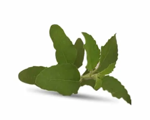 Tulsi / Holy Basil